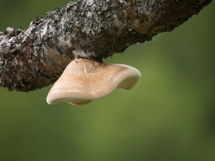 Трутовик берёзовый (fomitopsis betulina)