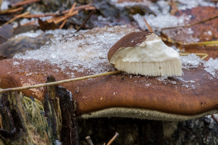 Трутовик берёзовый (fomitopsis betulina)