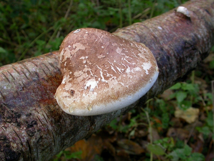 Piptoporus betulinus