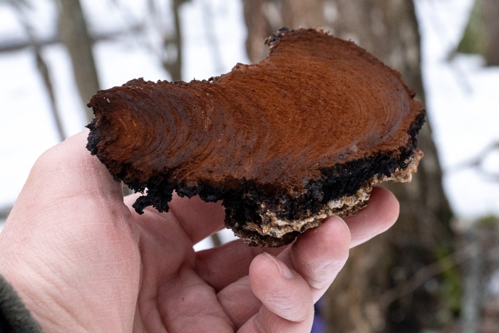 Чага лиственницы