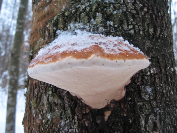 Трутовик обыкновенный fomes fomentarius