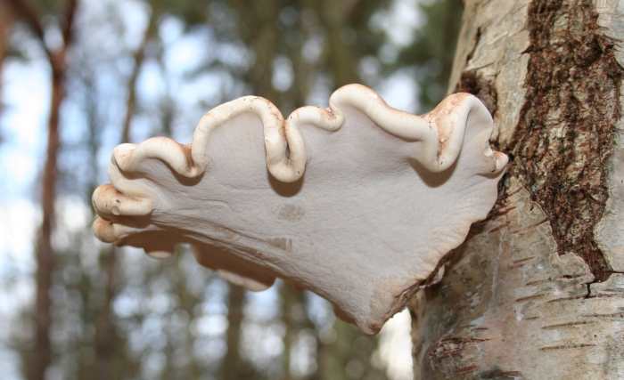 Piptoporus betulinus