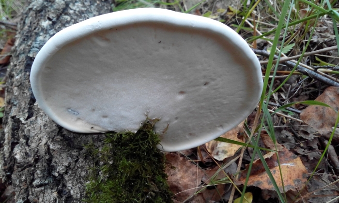 Трутовик березовый (piptoporus betulinus)