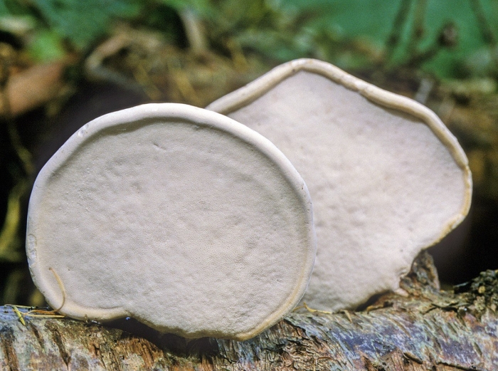 Трутовик березовый (piptoporus betulinus)