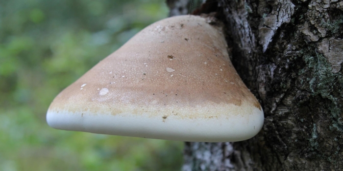 Гриб трутовик березовый