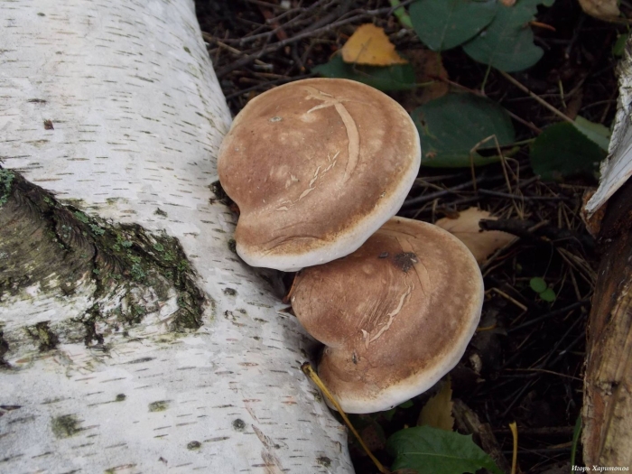 Трутовик обыкновенный fomes fomentarius