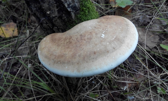 Березовая губка piptoporus betulinus