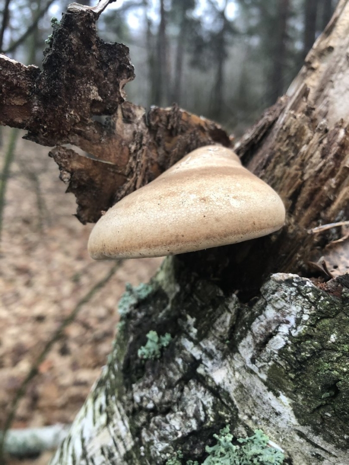 Трутовик берёзовый (fomitopsis betulina)