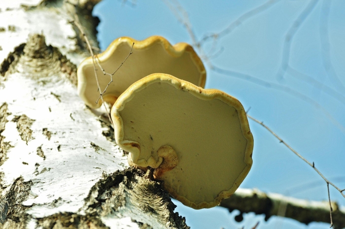 Гриб трутовик на березе