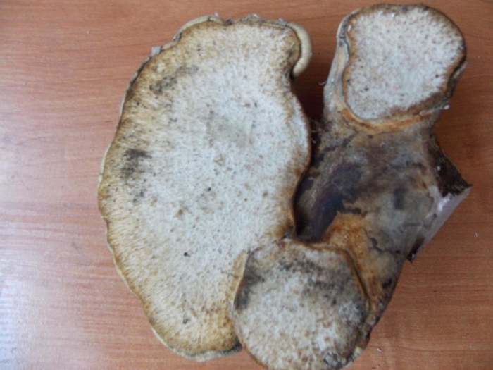 Трутовик клубненосный polyporus tuberaster