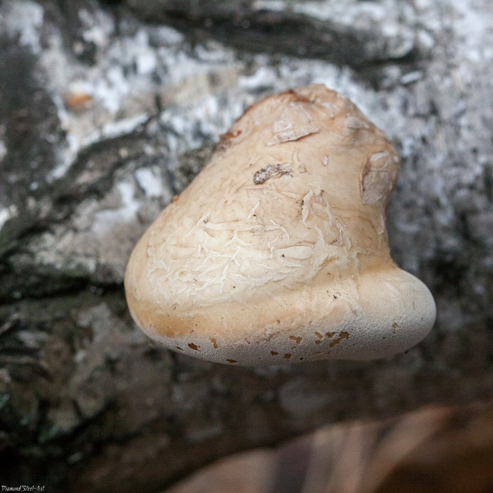 Fomitopsis betulina