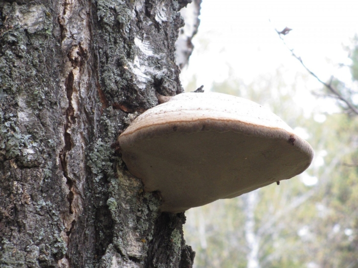 Гриб трутовик чага