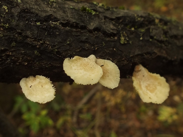 Трутовик березовая губка