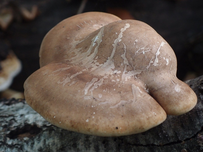 Piptoporus betulinus