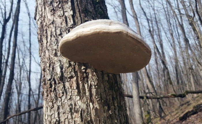 Гриб трутовик