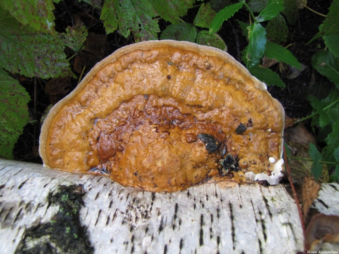 Fomitopsis pinicola