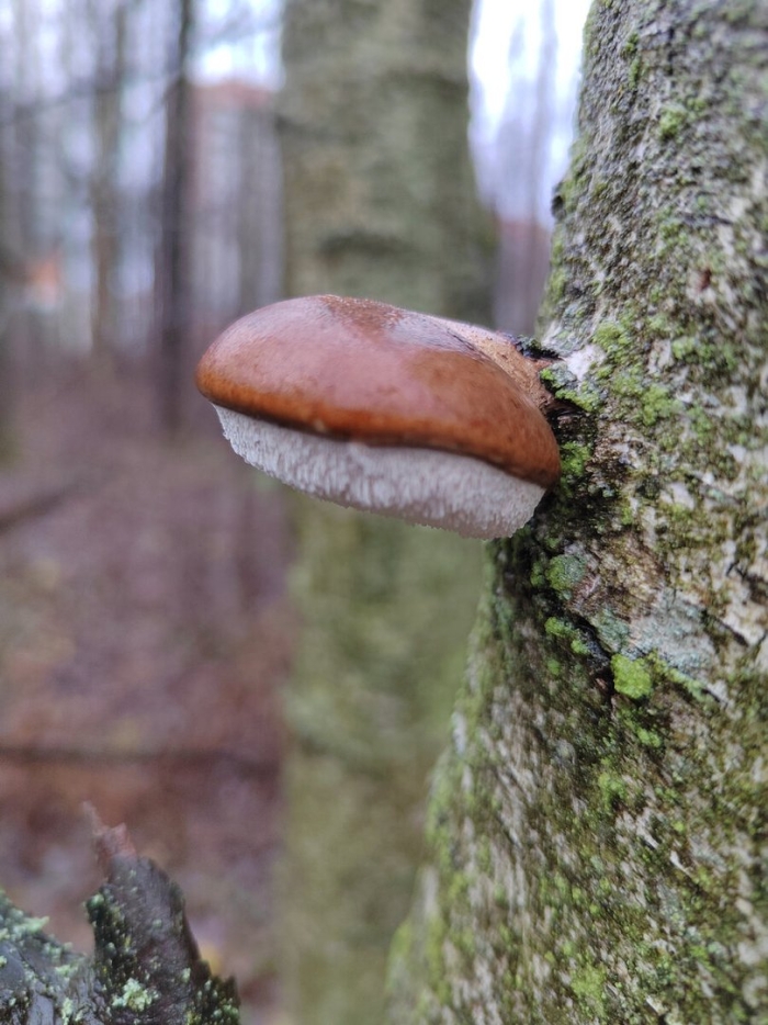 Трутовик ложноберезовый