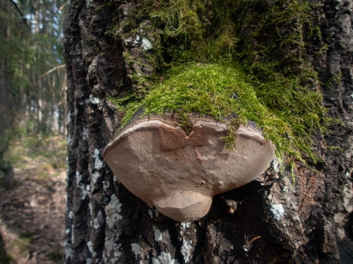 Трутовик овечий гриб