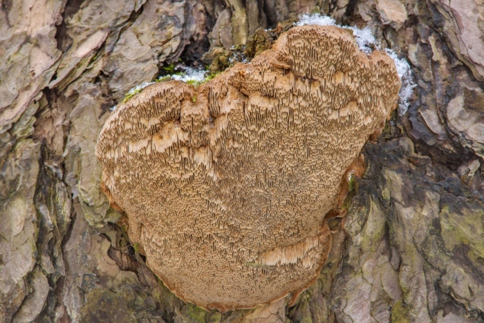 Сосновая губка phellinus pini