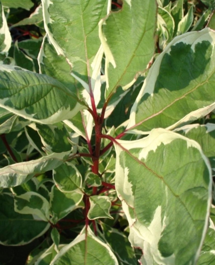 Дерен белый cornus alba elegantissima