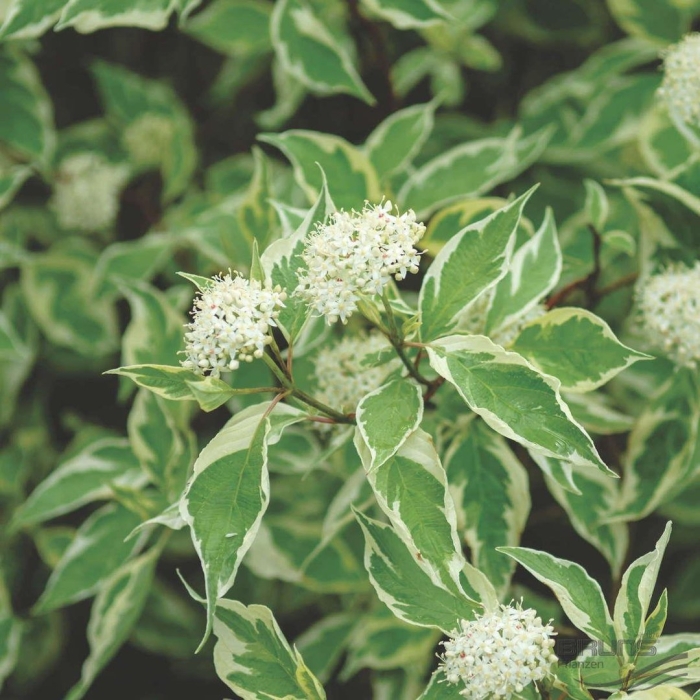 Дерен белый cornus alba