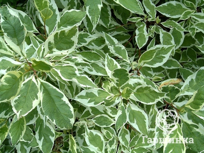 Дерен элегантиссима