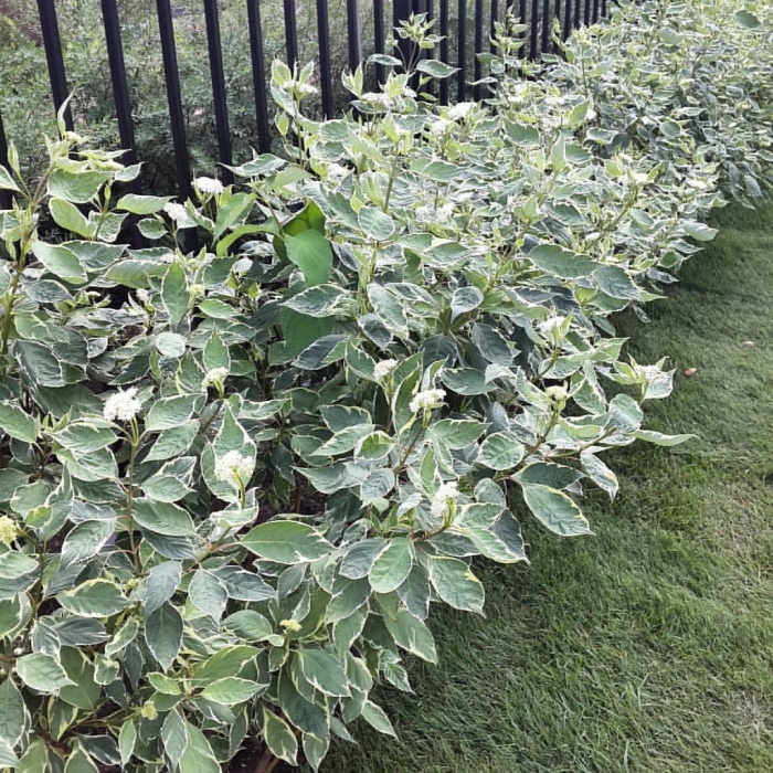 Дерен пестролистный