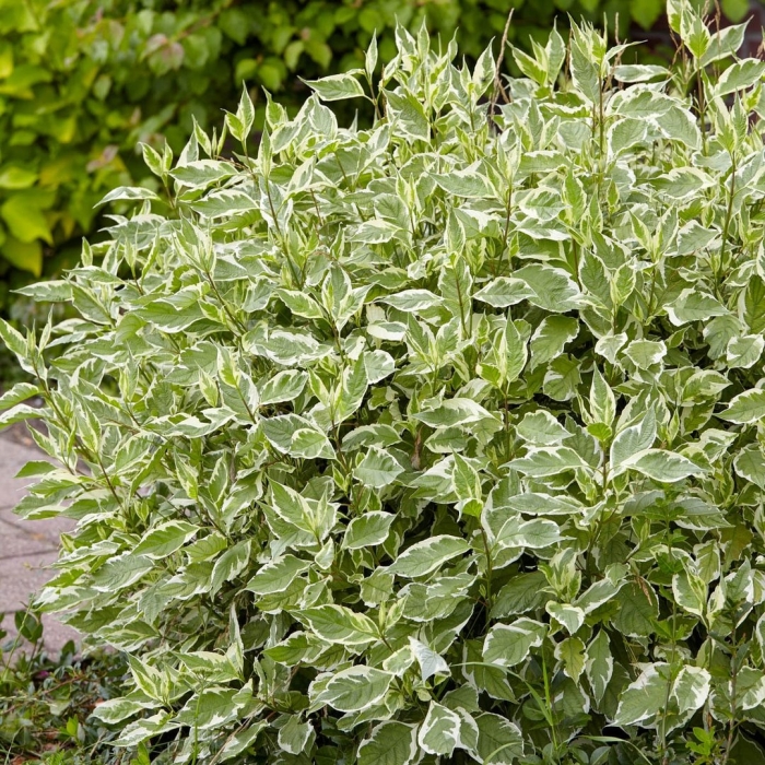 Дерен белый айвори хало