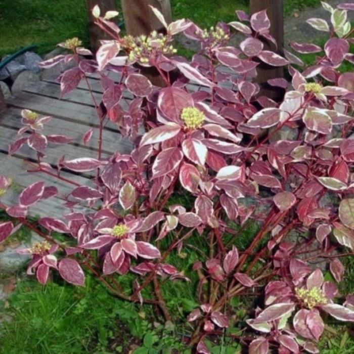 Дерен сибирика вариегата