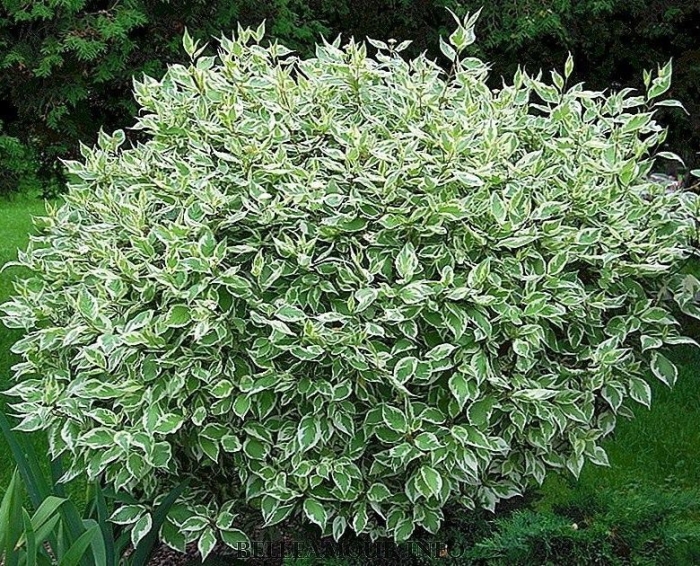 Дерен элегантиссима