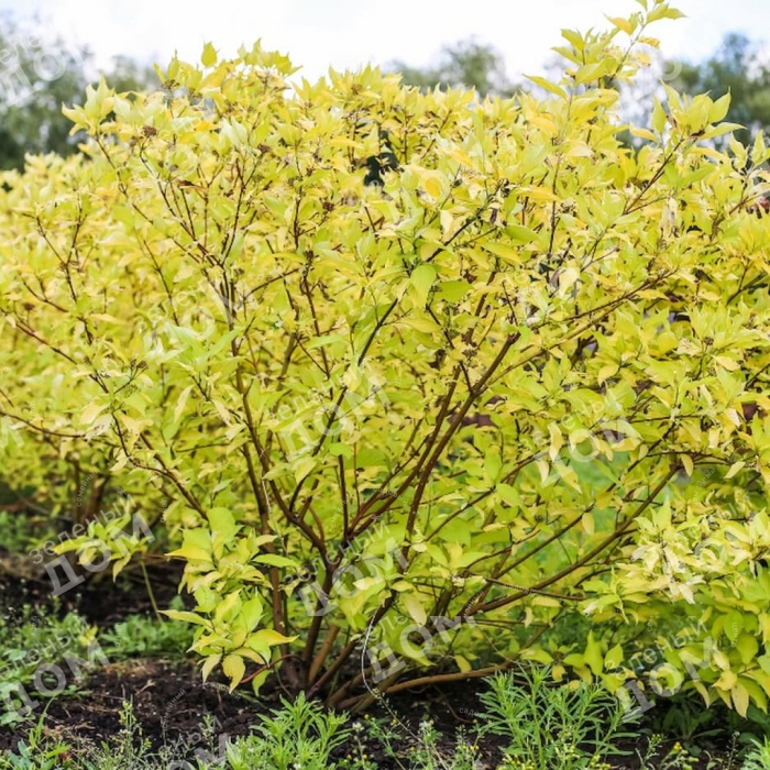 Дерен ауреа