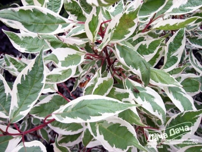 Дерен элегантиссима