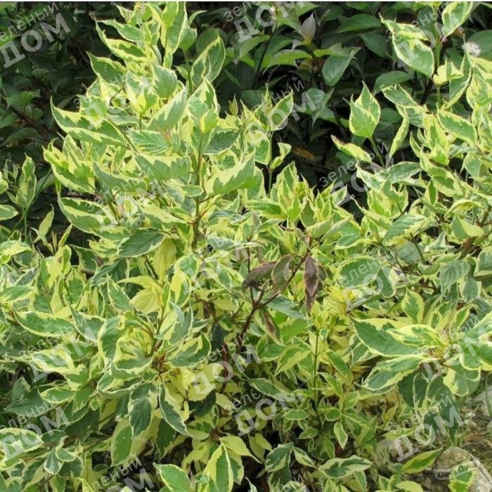 Дерен белый ауреа