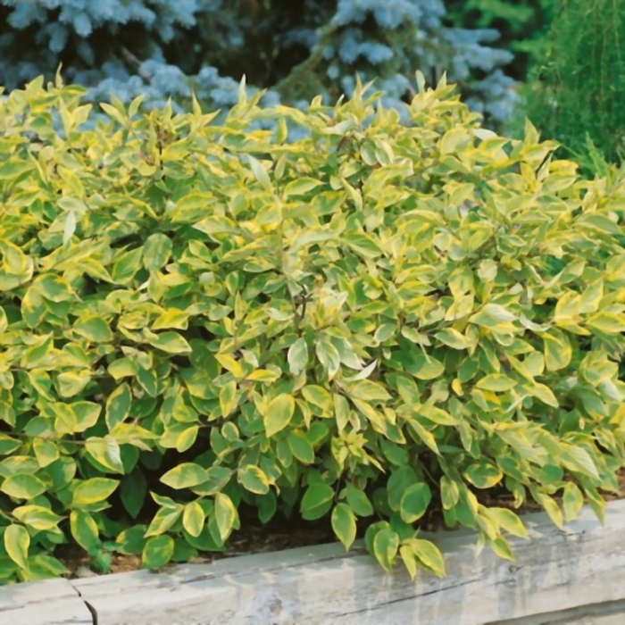 Дерен гоучаулти