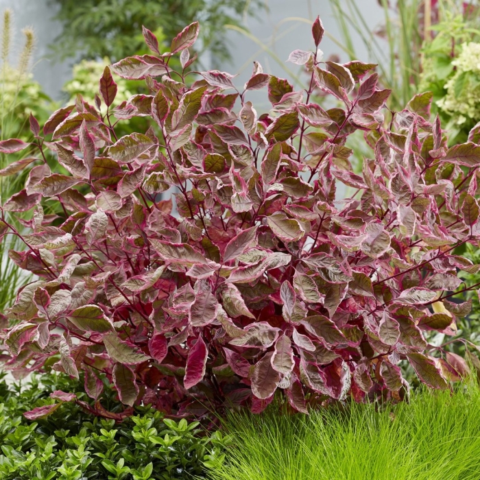 Дерен белый миракл