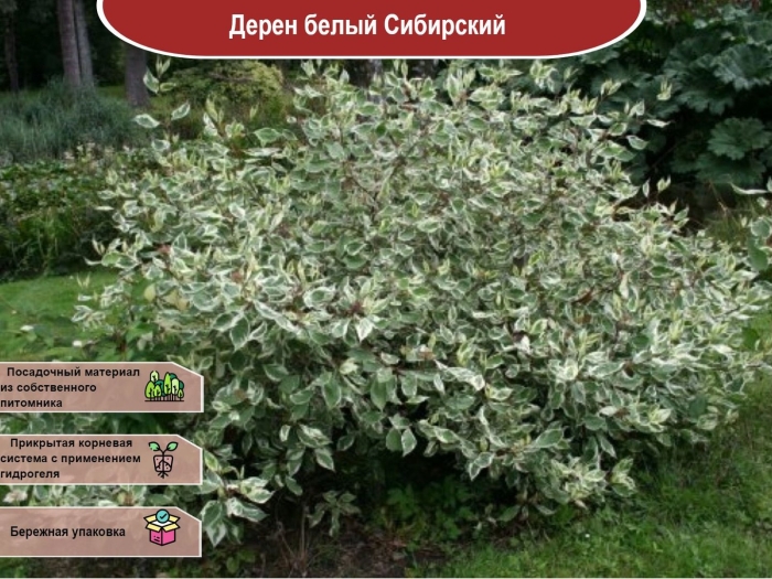Дерен белый cornus alba elegantissima