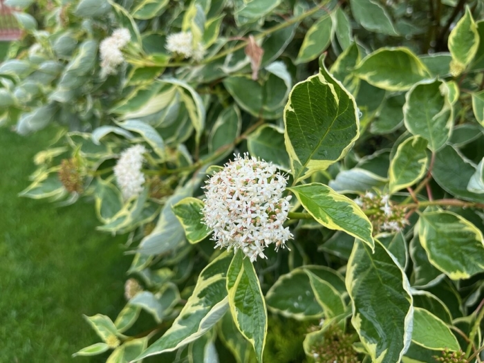 Дерен argenteomarginata