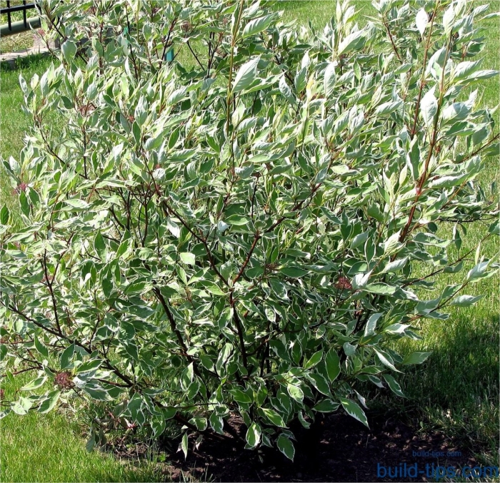 Дерен элегантиссима