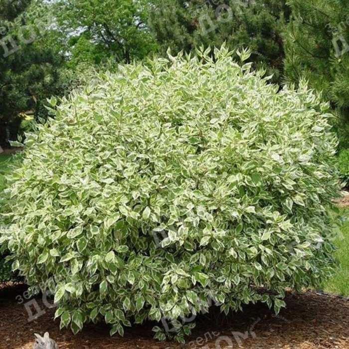 Дерен белый