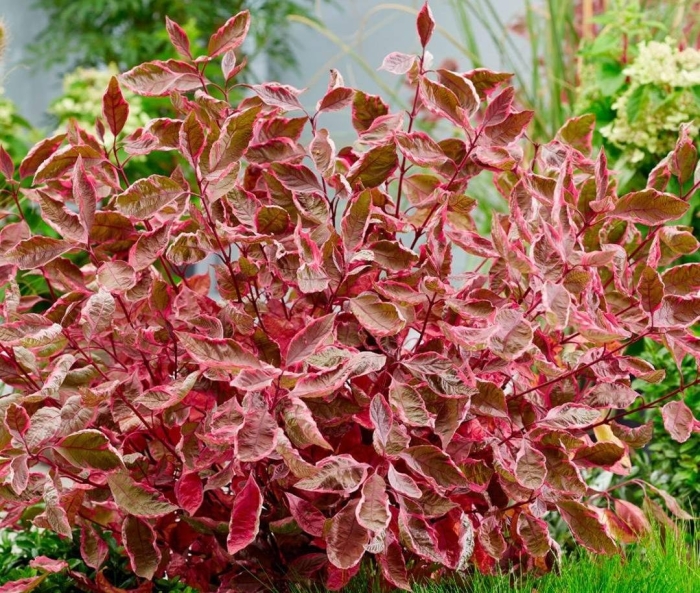 Пестролистный дерен