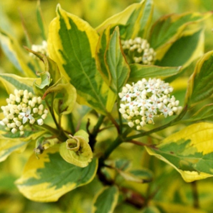 Дерен шпета