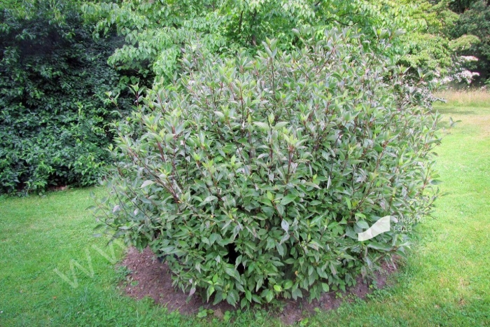 Дерен белый кессельринги