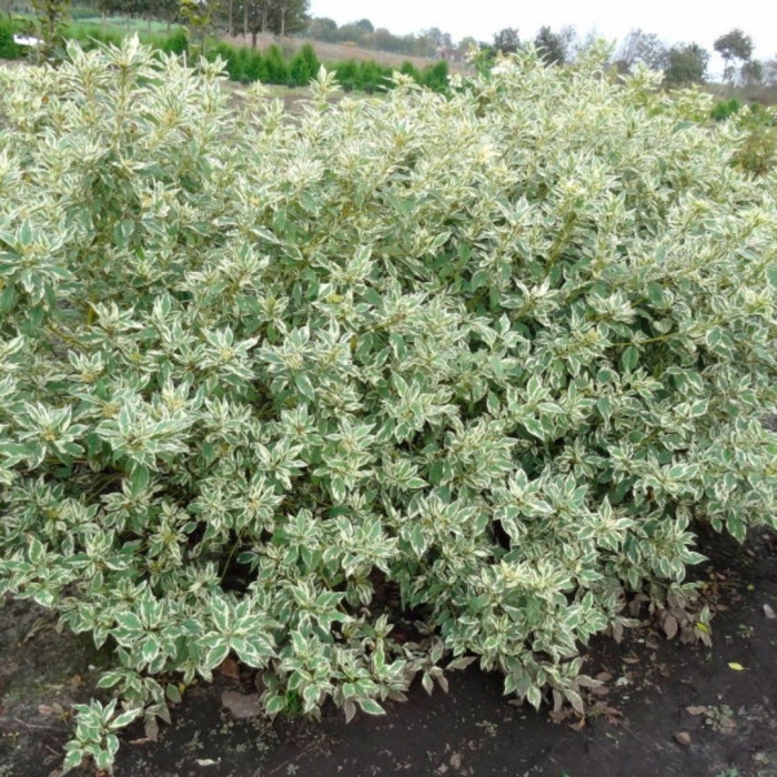 Дерен белый отпрысковый