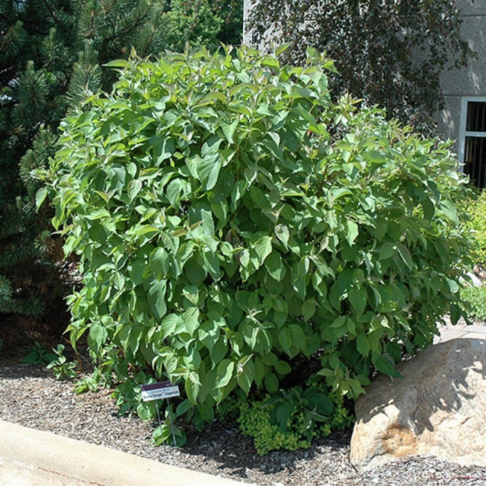 Дерен отпрысковый келси