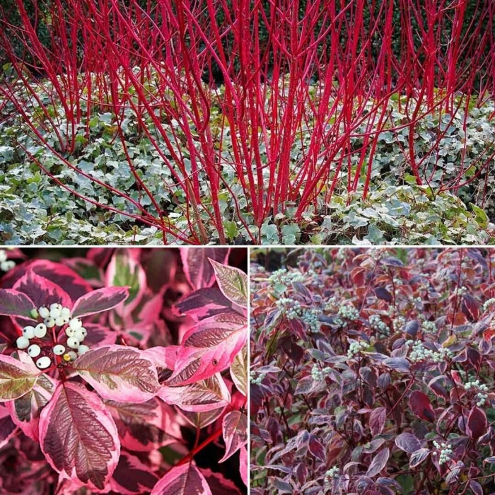 Дерен белый сибирика