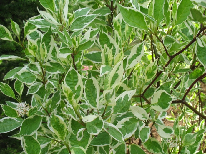 Дерен белый argenteomarginata