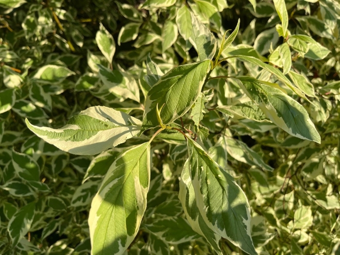 Дерен белый элегантиссима