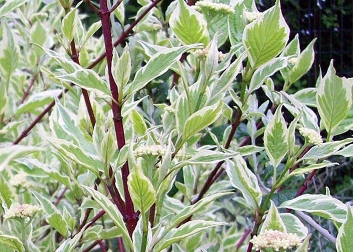 Дерен элегантиссима