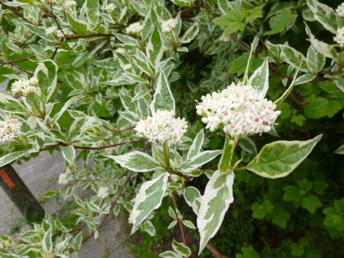 Дерен белый аргентеомаргината