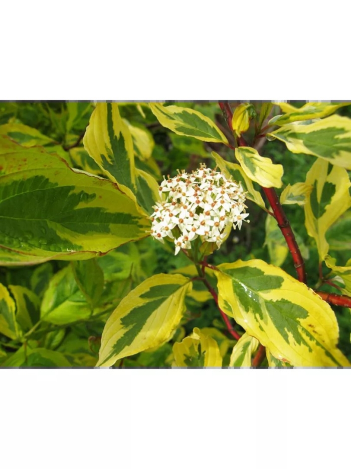 Дерен белый gouchaultii